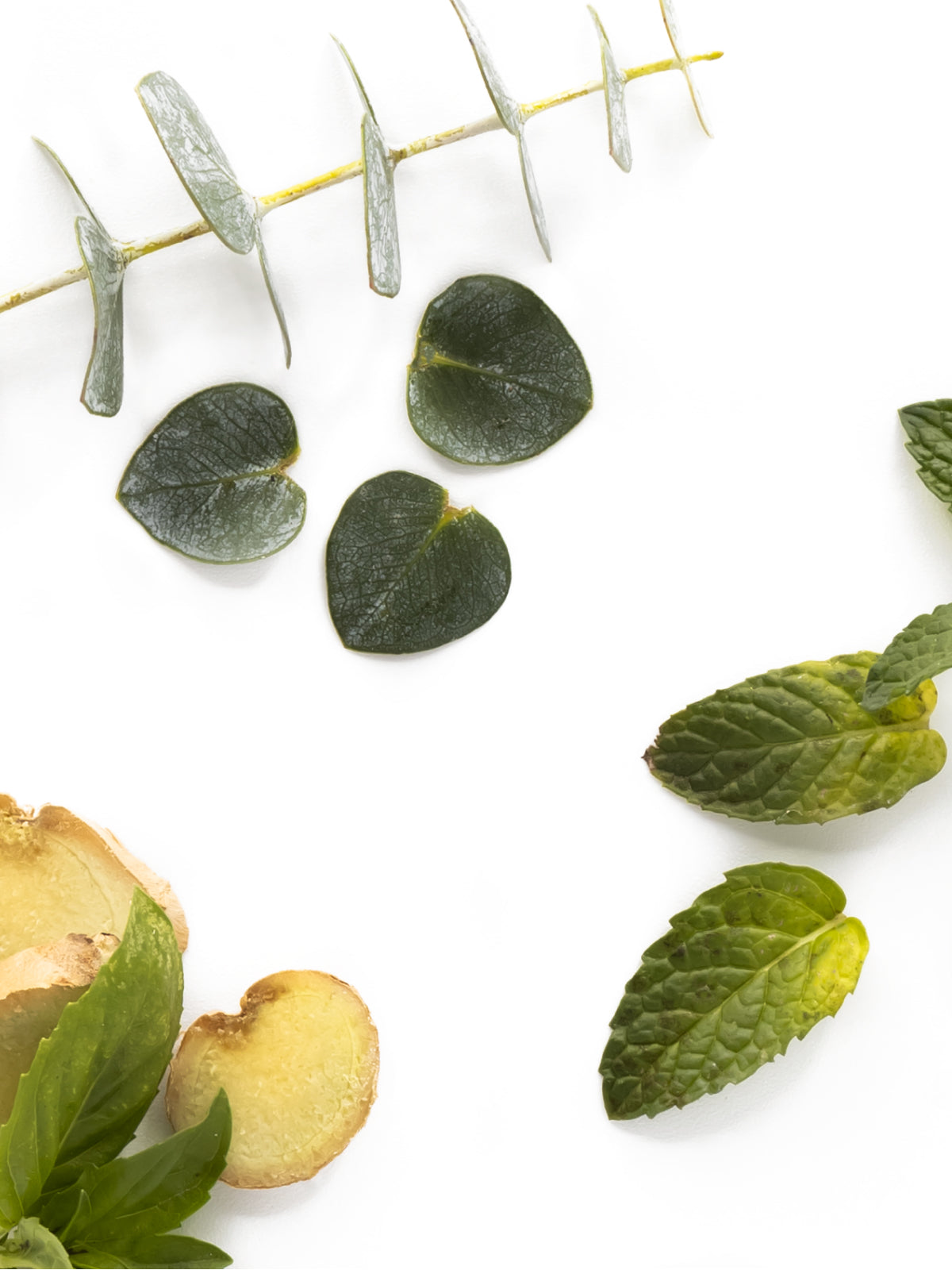 Wild Mint & Eucalyptus