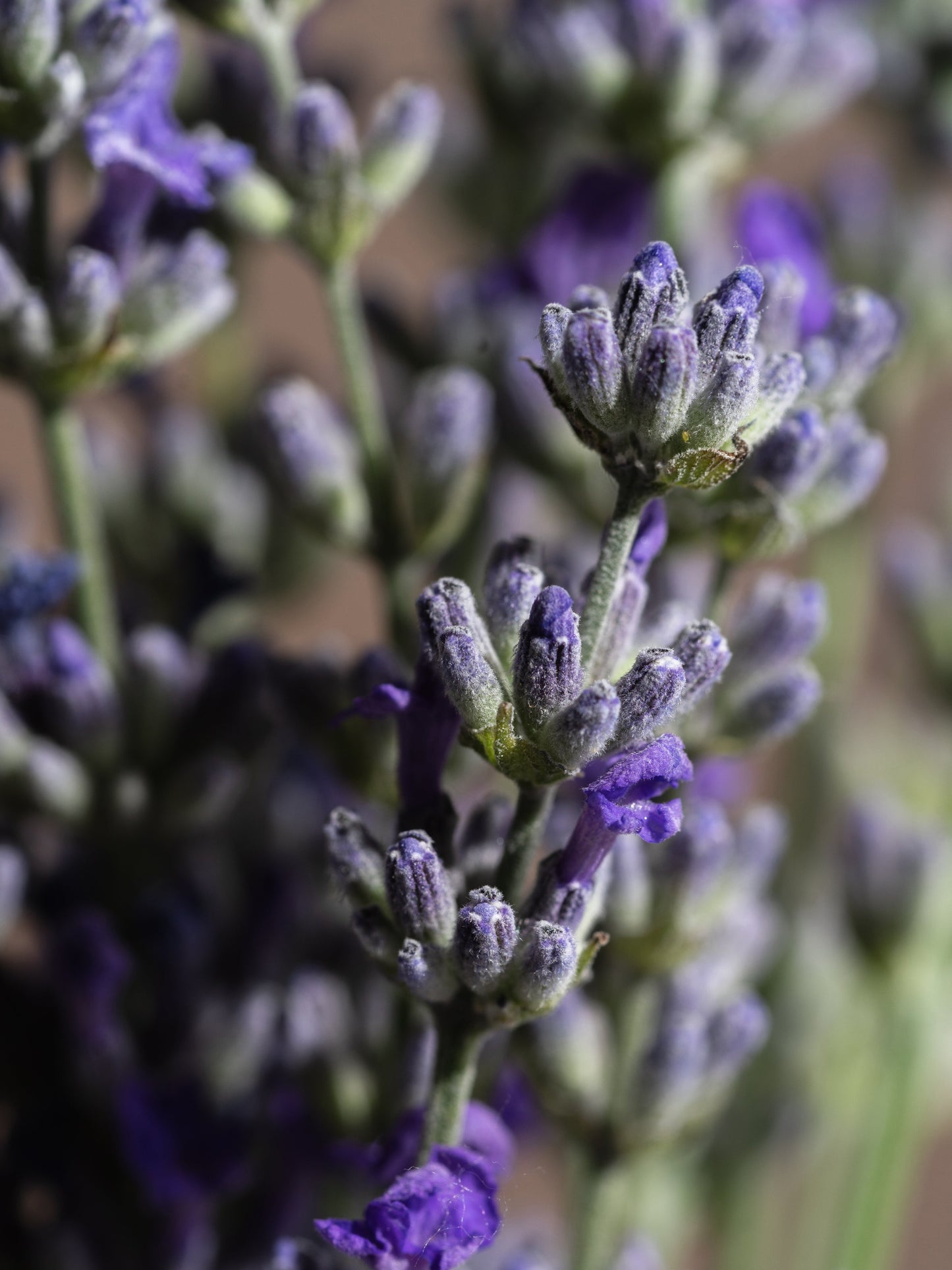 St. Germain Lavender