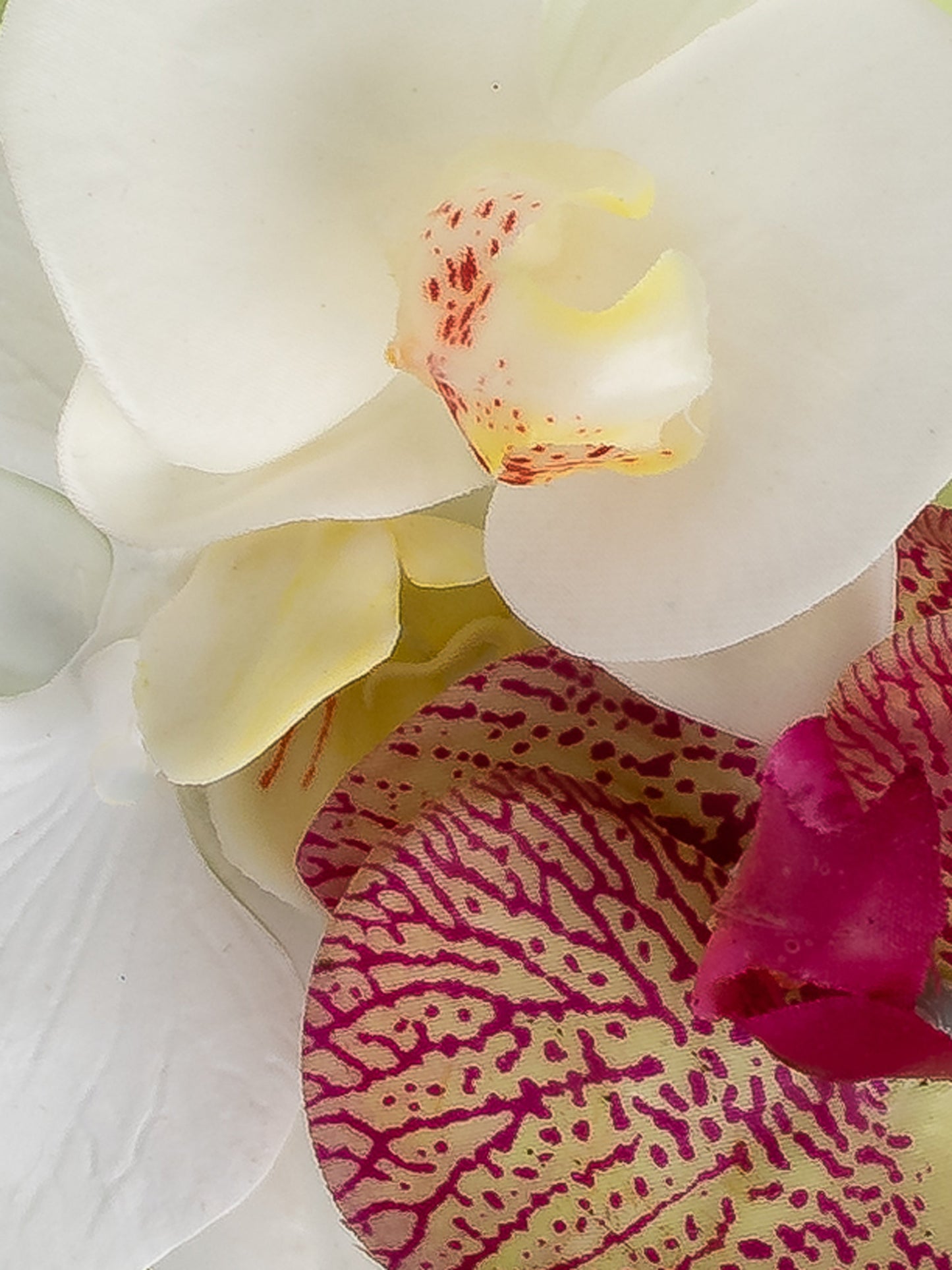 Aloha Orchid