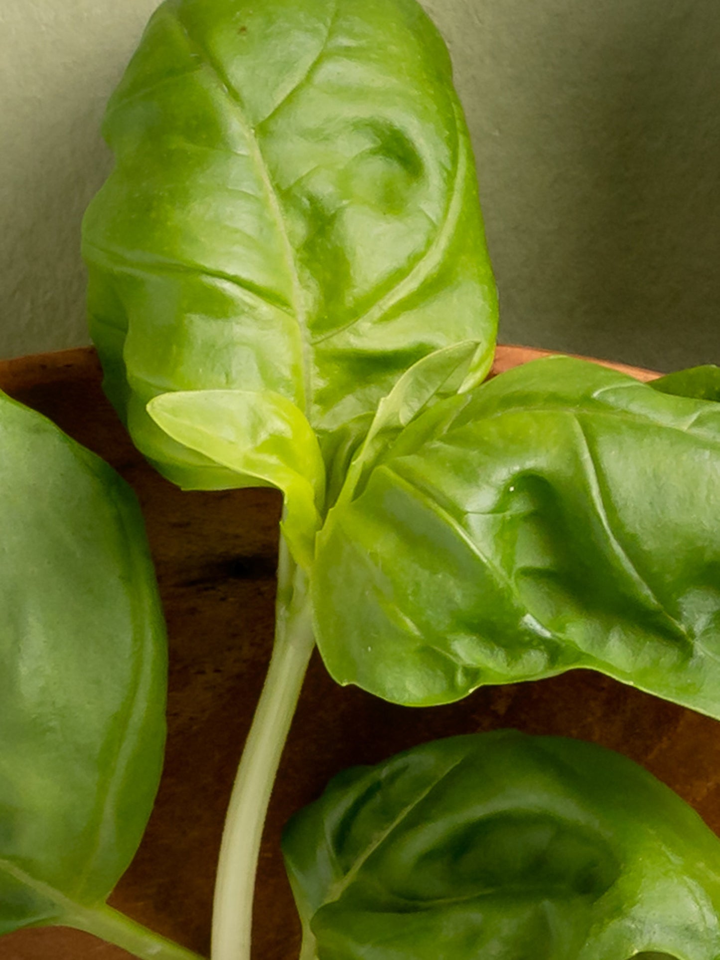 Fresh-Cut Basil