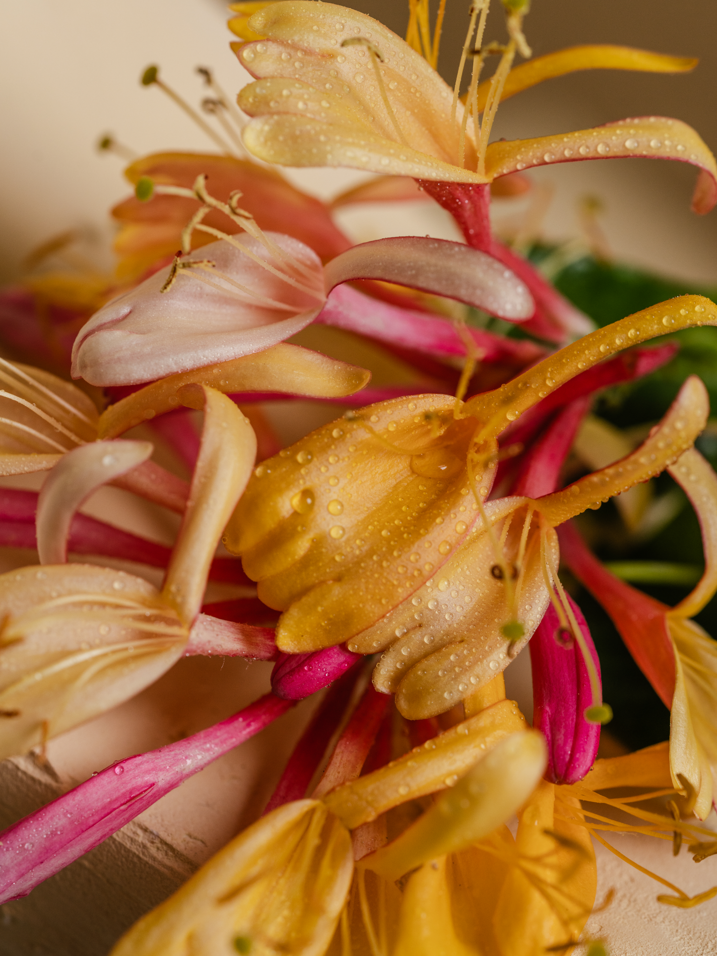 Honeysuckle Smart Home Fragrance Refill, 10mL