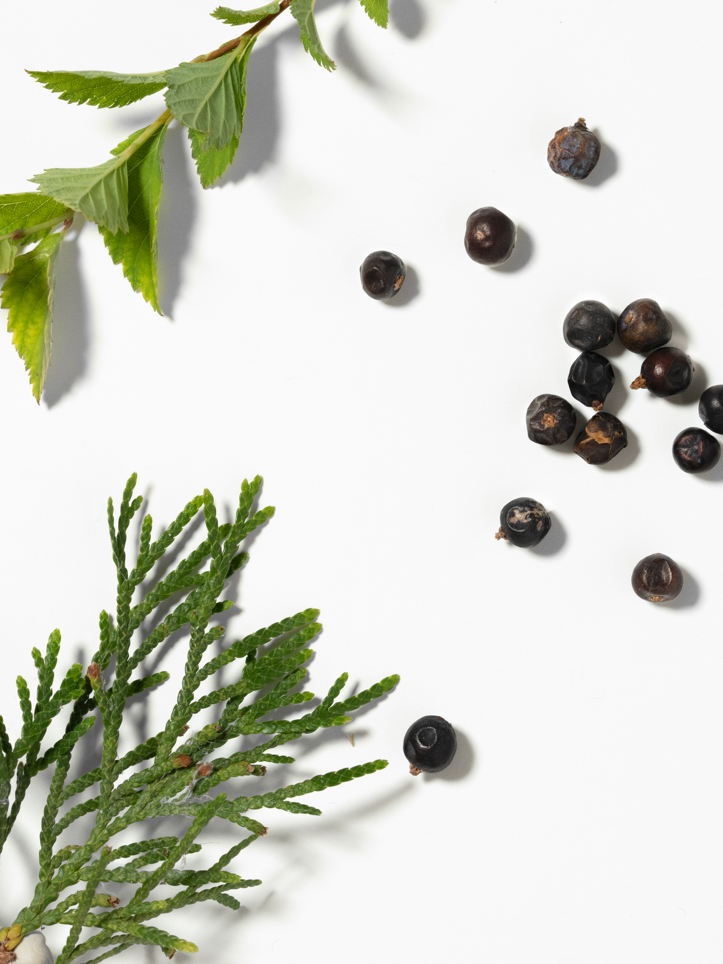 Patchouli Park Smart Home Fragrance Refill, 10mL