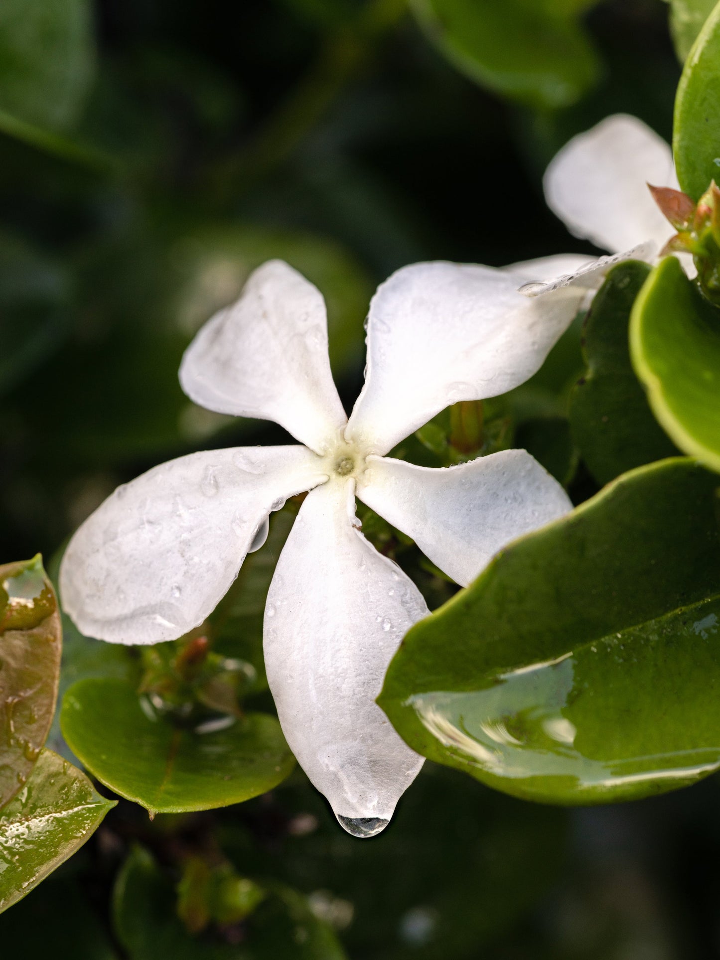 Gardenia