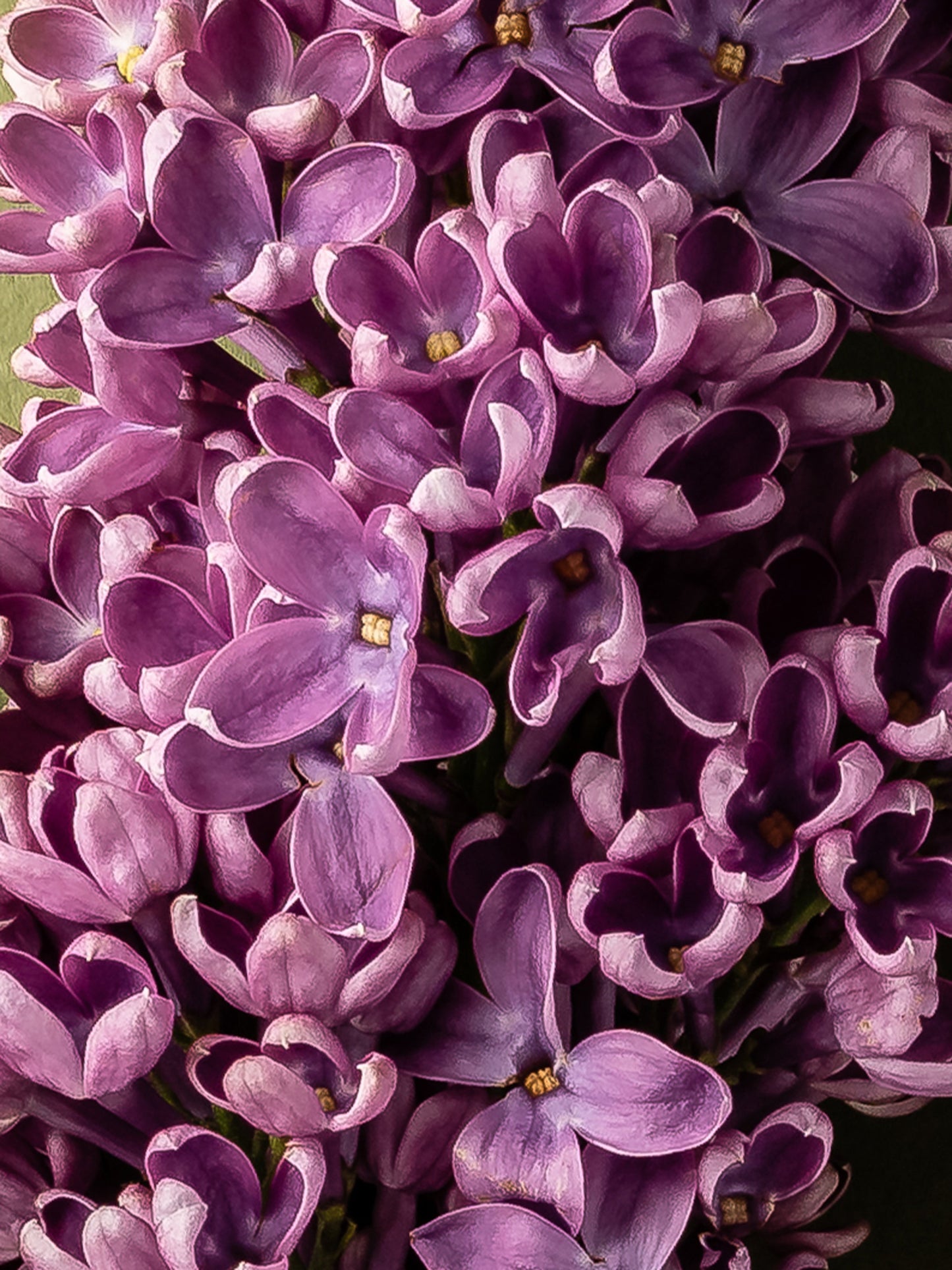 Lilac