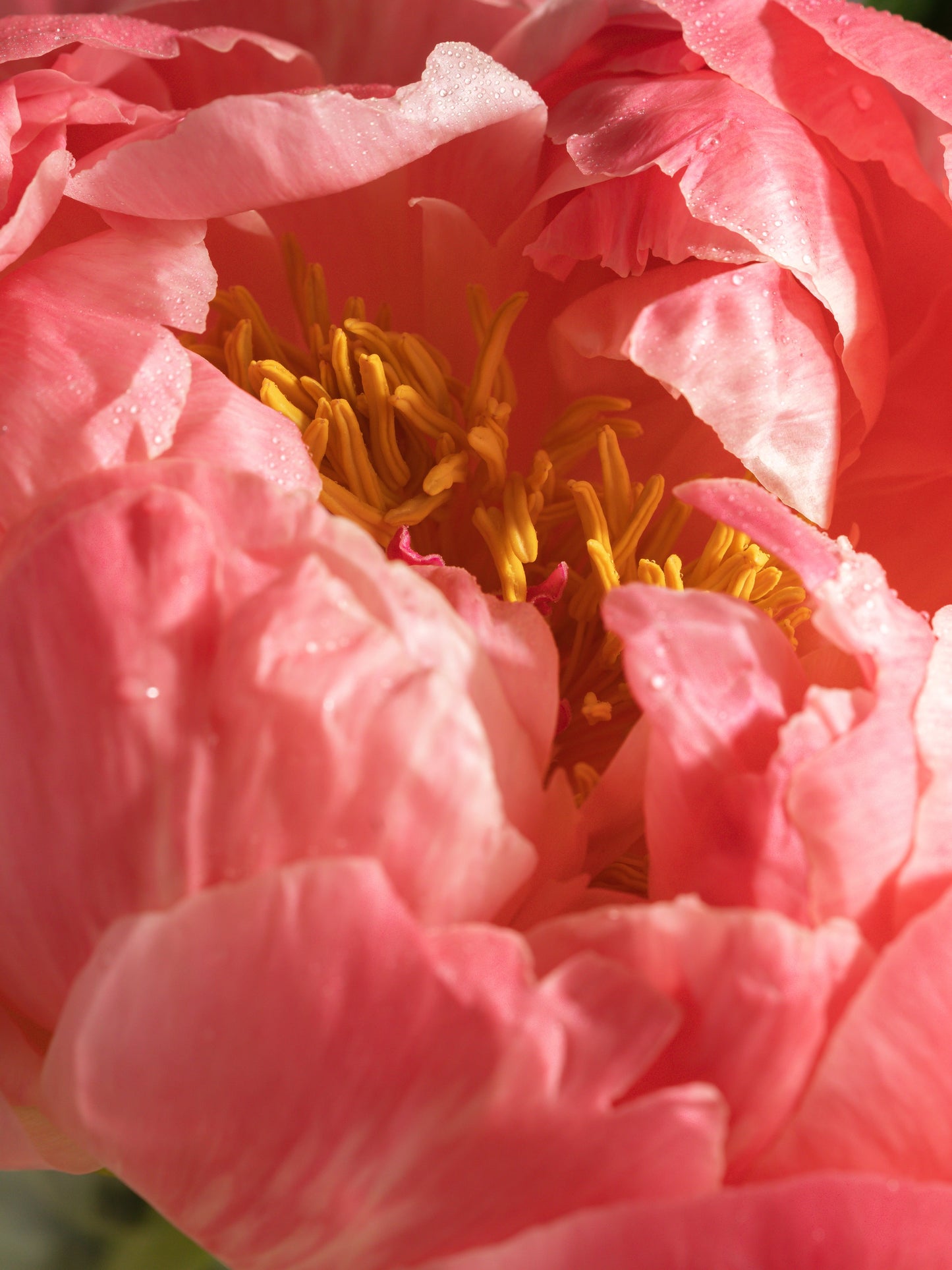 Peony & Silk