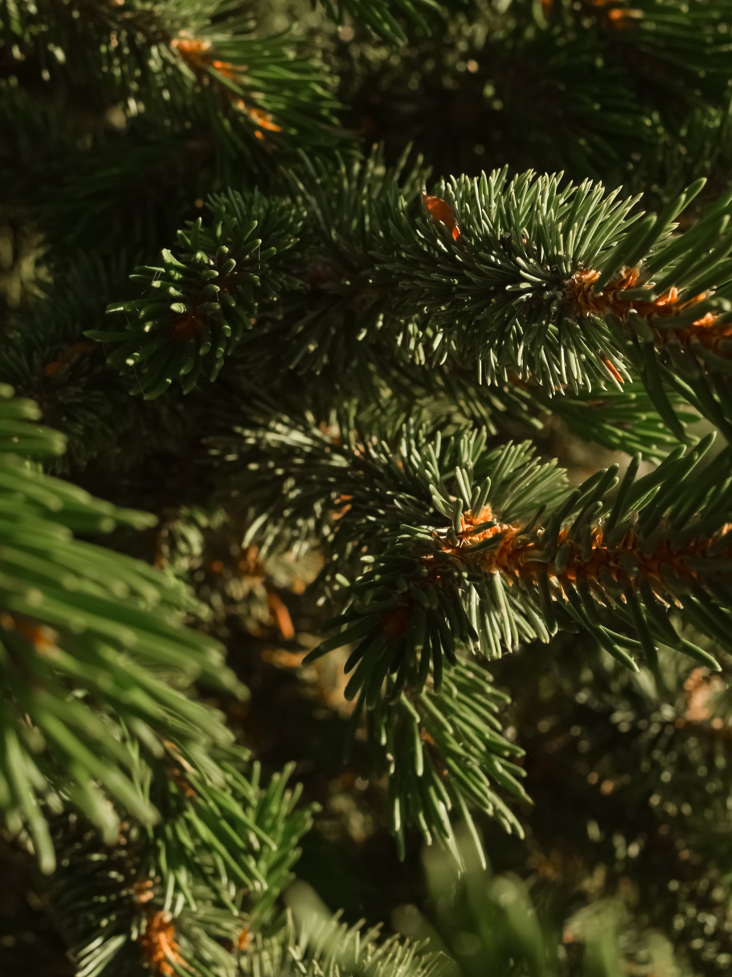 Siberian Fir