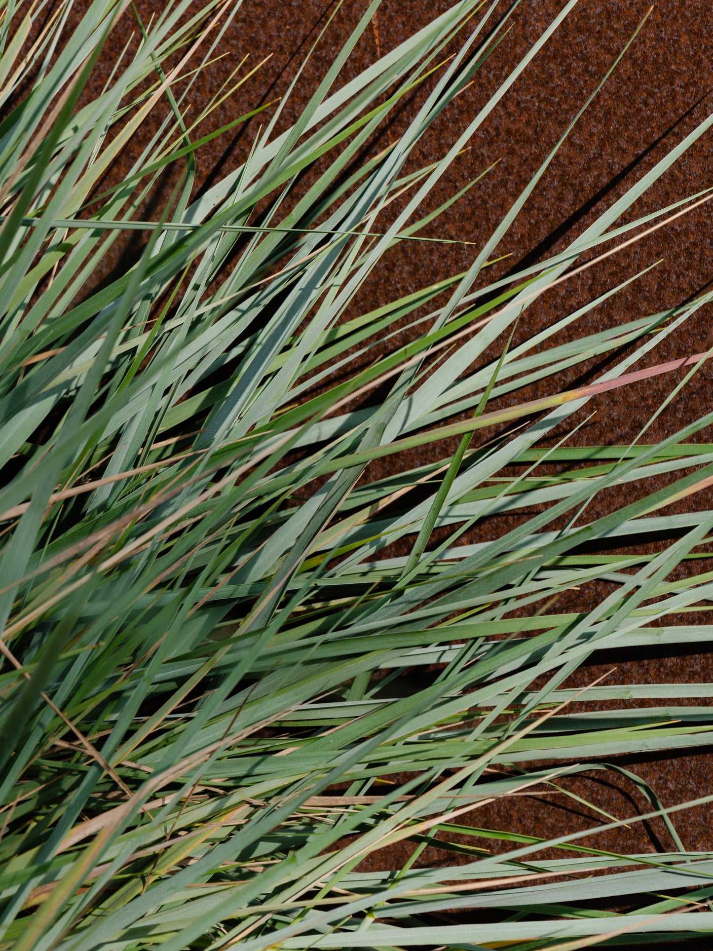 Elderflower & Vetiver